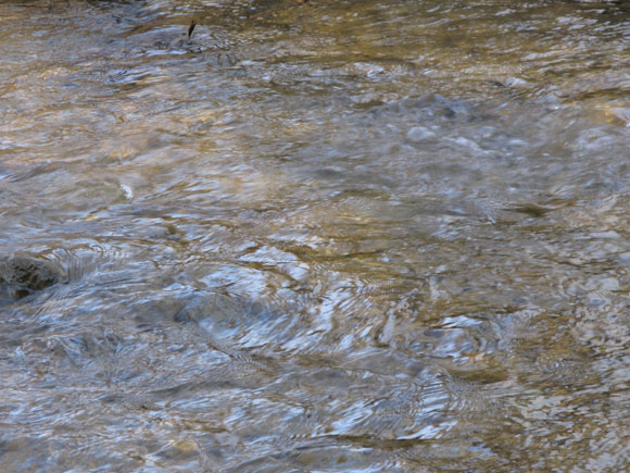1 -Trout were swimming in the high waters from melting snow and heavy rains in March 2010